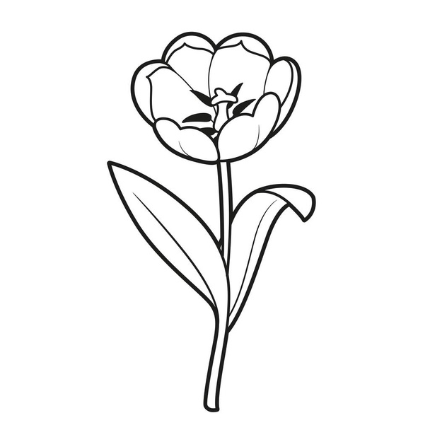 Tulip big flower coloring book linear drawing isolated on white background - Vektör, Görsel