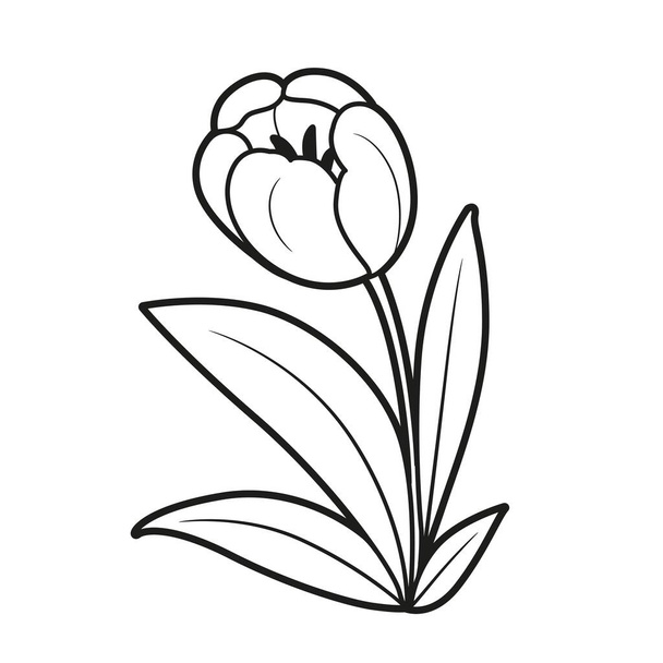 Tulip coloring book linear drawing isolated on white background - Vector, Image