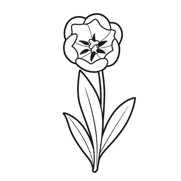 Tulip blossoming big flower coloring book linear drawing isolated on white background - Vektor, obrázek