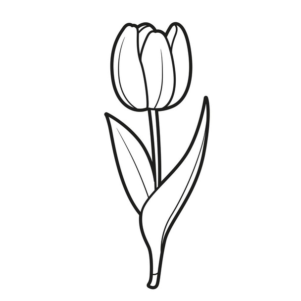 Tulip half closed flower coloring book linear drawing isolated on white background - Vettoriali, immagini