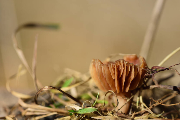 A small brown mushroom with lamellae grows from dry grass in Bavaria in winter. - Photo, Image
