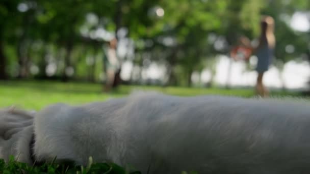 Arany retriever fekszik a park árnyékában közelről. Boldog kutya elhagyja mező - Felvétel, videó
