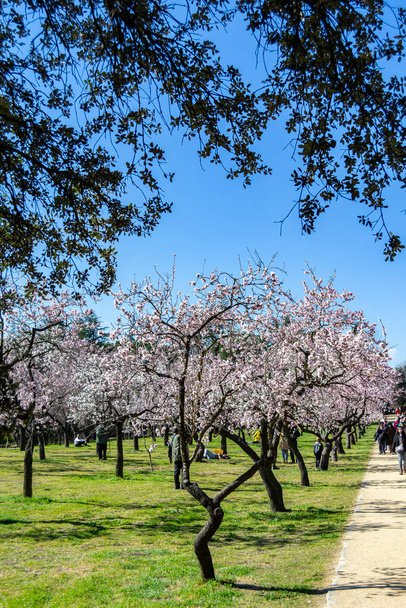 Quinta de los Molinos puisto Madridissa täydessä kukassa kevätmanteli- ja kirsikkapuita valkoisilla ja vaaleanpunaisilla kukilla kirkkaana päivänä Espanjassa. Euroopassa. Valokuvaus. - Valokuva, kuva