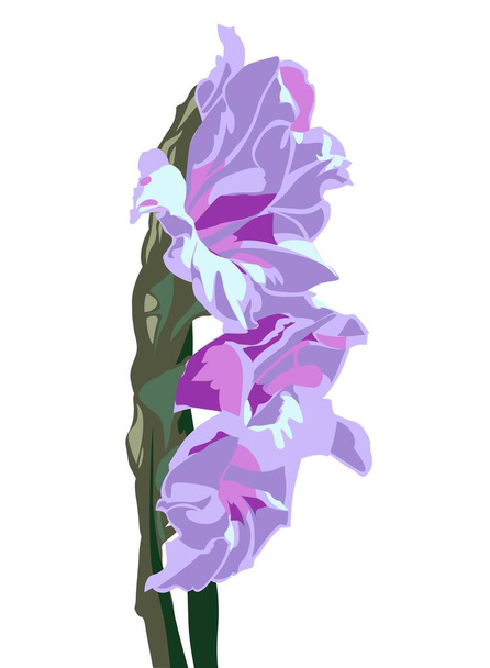 Векторна рожева квітка гладіолуса
 - Вектор, зображення