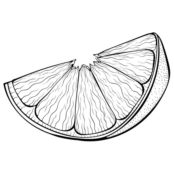 Sliced tangerine line art - Vector, Image