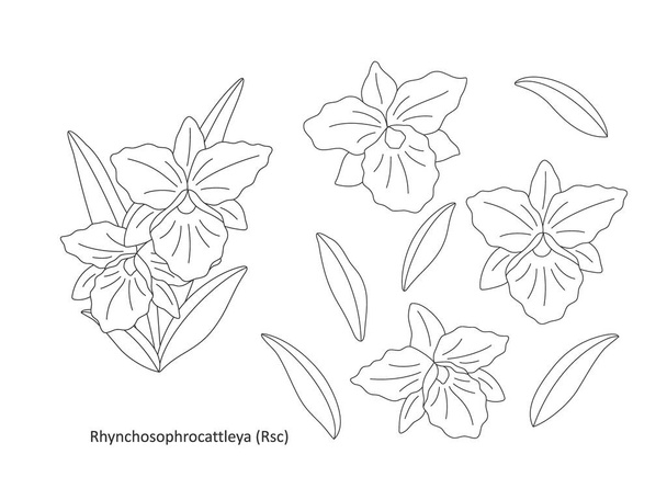 蘭の繊細な花の小枝(Rhynchophyrocattleya) 、花や白の背景に葉、フラットイラスト。エレガントなデザイン構成に設定します。線画ベクトルイラスト. - ベクター画像