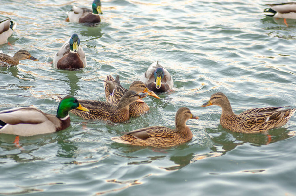 Canadian goose with mallard ducks on a frozen pond.Natural scene - Фото, изображение