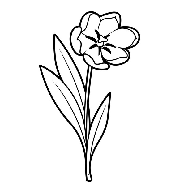 Blossoming tulip flower coloring book outlined isolated on white background - Vector, afbeelding