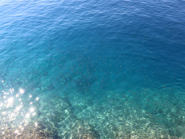 Риби бачать через бірюзову чисту воду моря в сонячний день. Блакитна морська вода в променях сонця, зграя риби і каміння внизу видно через чисту воду, вид зверху
 - Фото, зображення