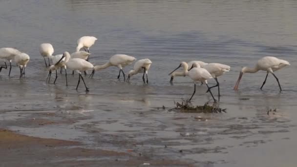 Lassú mozgás HD klip egy nagy csoport eurázsiai kanalas (Platalea leukorodia) táplálkozás a sekély vizek a mangrove Ras Al Khor Dubai, Egyesült Arab Emírségek. - Felvétel, videó