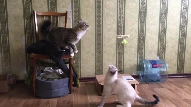 un gatto siberiano dalla sedia e un gatto tailandese dal pavimento cercano di catturare un giocattolo sospeso dal soffitto - Filmati, video