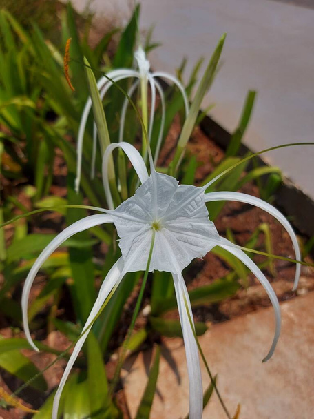 Selective focus of beach spider lily or hymenocallis speciosa or bakung lele. White flower. - Photo, Image