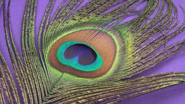 Hermosa pluma de pavo real sobre fondo púrpura, primer plano - Foto, Imagen