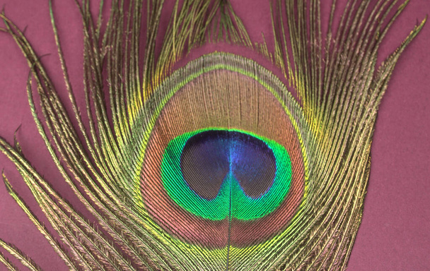 Beautiful peacock feather on purple background, closeup shot - Photo, Image