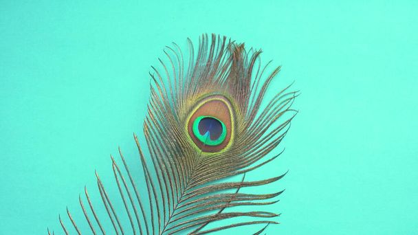 Beautiful peacock feather on blue background, closeup shot - Foto, immagini