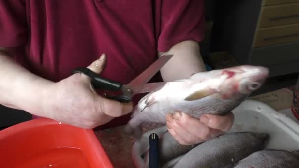 kucharz czyści surowe białe ryby chir  - Materiał filmowy, wideo