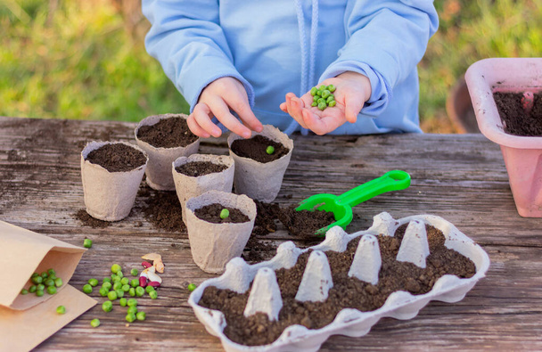 小さな子供が土のある特別なポットにエンドウ豆の種を植えます。植え付け、園芸、農業、有機栽培植物の栽培、子供たちと植物学の勉強. - 写真・画像