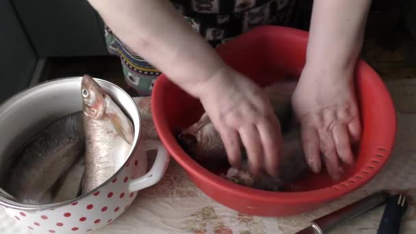 cocinero limpia pescado de coro blanco crudo  - Metraje, vídeo