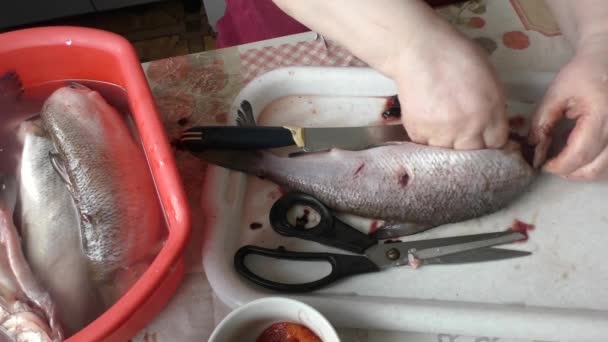 kucharz czyści surowe białe ryby chir  - Materiał filmowy, wideo
