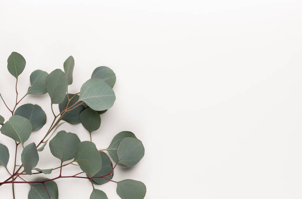 Green leaves eucalyptus on pastel background. flat lay, top view. - Foto, Imagen