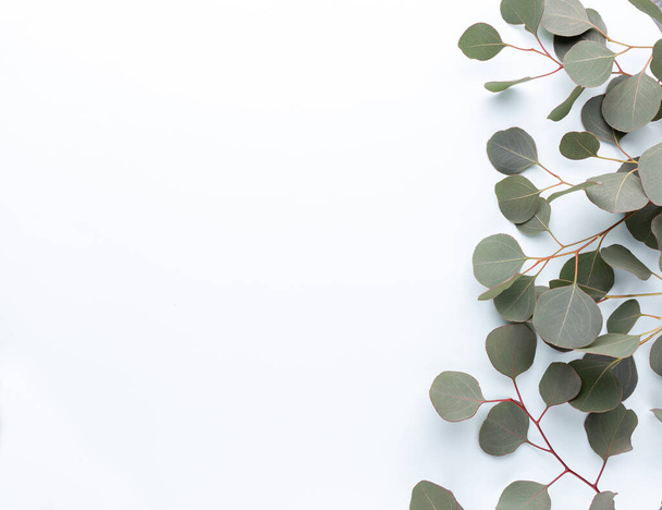 Green leaves eucalyptus on pastel background. flat lay, top view. - Фото, зображення