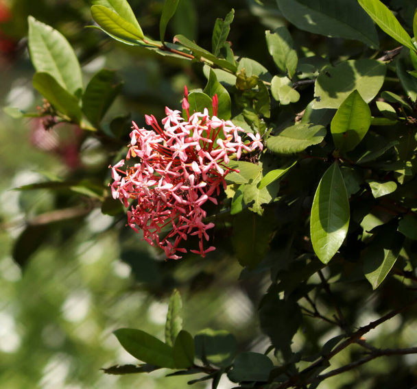 flor de color rosa liso en la planta. con fondo borroso - Foto, Imagen