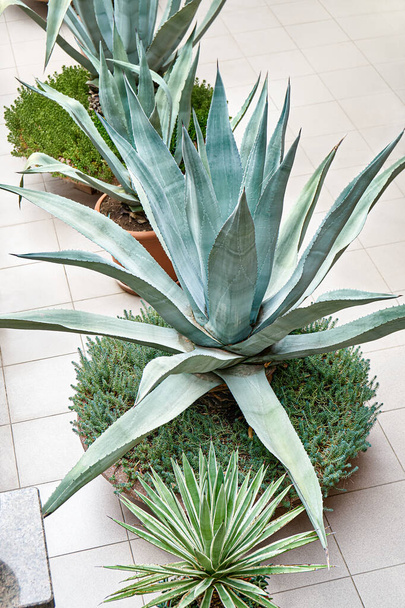 Long leaves of agave plant growing in pot with moss on garden terrace with tiles on floor. Yard with pots of agave standing in row at bright sunlight - Foto, immagini