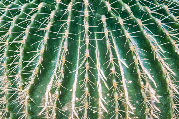 Round cactus grows in pot with pebble near plants of private garden with tiles on floor. Green and brown thorns of cactus at bright sunlight extreme close view - Photo, Image