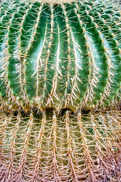 Round cactus grows in pot with pebble near plants of private garden with tiles on floor. Green and brown thorns of cactus at bright sunlight extreme close view - Foto, immagini