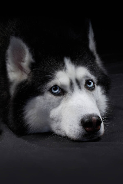 Studio art portrait beautiful husky dog with blue eyes. - Fotoğraf, Görsel