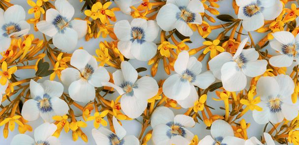 Нежный милый весенний цветочный фон из белых и желтых цветов. - Фото, изображение
