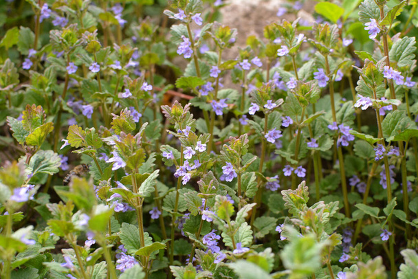 In spring, Glechoma hederacea grows and blooms in the wild - Photo, Image