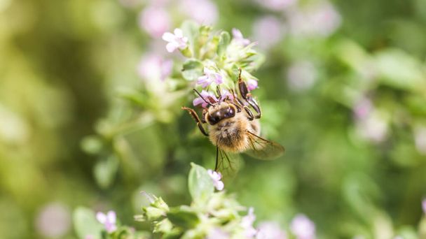 胸腺血清、ティックマン・バックランド、バックランド野生のタイム、野生のタイム、忍び寄るタイム、春の清算でのエルフィッシュタイム紫色の花。ミツバチは小さな花から蜜を集める. - 写真・画像