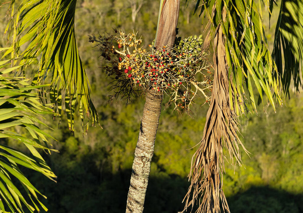 winzige Dattelfrüchte Phoenix canariensis auf verschwommenem Hintergrund des tropischen Parks - Foto, Bild