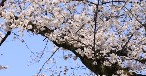 Cherry Blossom bij Koishikawa kanoya Park in Tokio handheld - Video