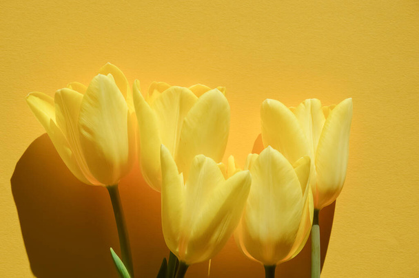 Birthday, International Women's Day, Mother's Day, Happy Easter. A banner for the design of spring holidays. Yellow tulips in the sun. - Zdjęcie, obraz
