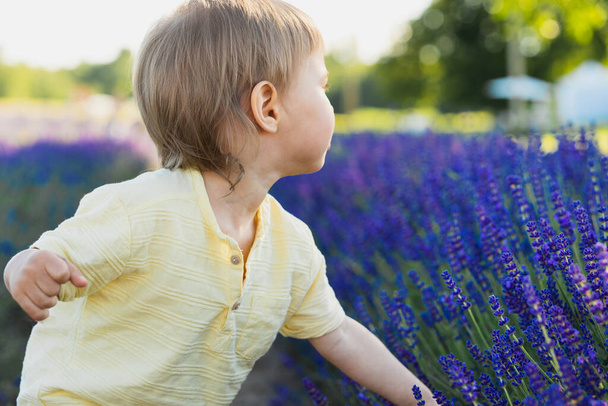 Cute baby boy wearing yellow t-shirt playing in the lavender field - Фото, изображение