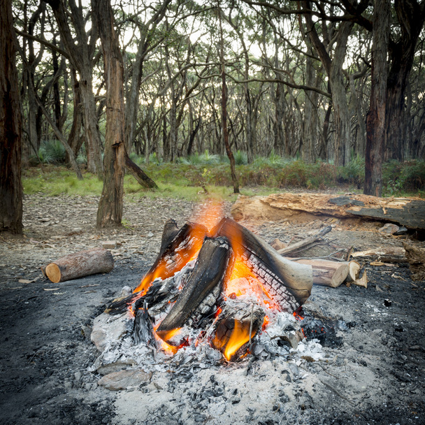 ognisko w lesie - Zdjęcie, obraz