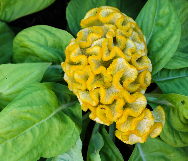virág sárga Kakastaréj - Fotó, kép