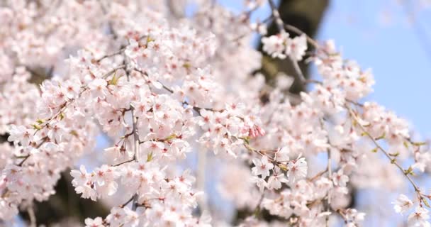 Třešňový květ v Koišikawa kourakuenském parku v Tokiu - Záběry, video