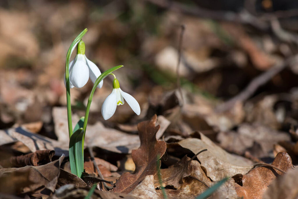 Close up of snowdrop flowers blooming in sunny spring day in the forest - selective focus, copy space - Photo, Image