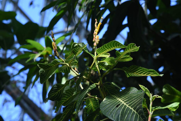 Sanchezia speciosa (Shrubby whitevein). Ikivihreä trooppinen lehtien pensas Acanthaceae, kotoisin sademetsien Etelä-Amerikassa. - Valokuva, kuva