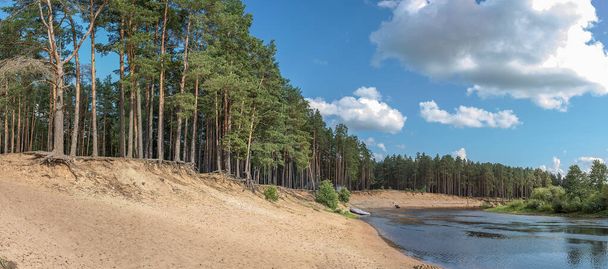 Pine forest on the river bank on a sunny summer day. - Zdjęcie, obraz