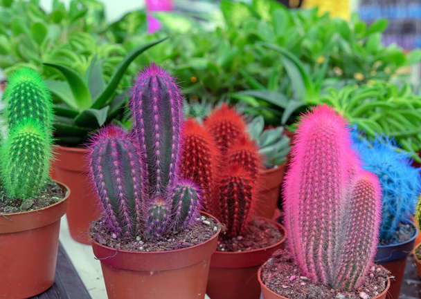 Cactus decorativi colorati sullo scaffale di un negozio di fiori. - Foto, immagini