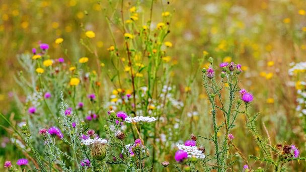 Wilde Wildblumen und Unkraut auf dem Feld - Foto, Bild