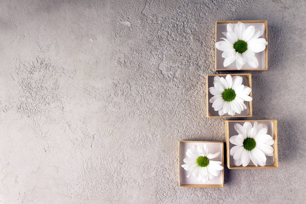crisantemi bianchi in scatole di carta quadrate su uno sfondo strutturato in cemento chiaro - Foto, immagini