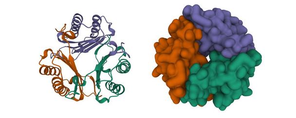 Structure of human Macrophage Migration Inhibitory Factor (Glycosylation-Inhibition Factor) homotrimer. Modèles de dessin animé 3D et de surface gaussienne, schéma de couleur id chaîne, PDB 1gif, fond blanc - Photo, image