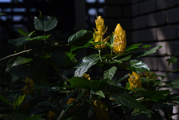 Pachystachys lutea (flor de piruleta). Un arbusto tropical siempreverde de las Acantáceas nativo de América Central y del Sur. - Foto, Imagen