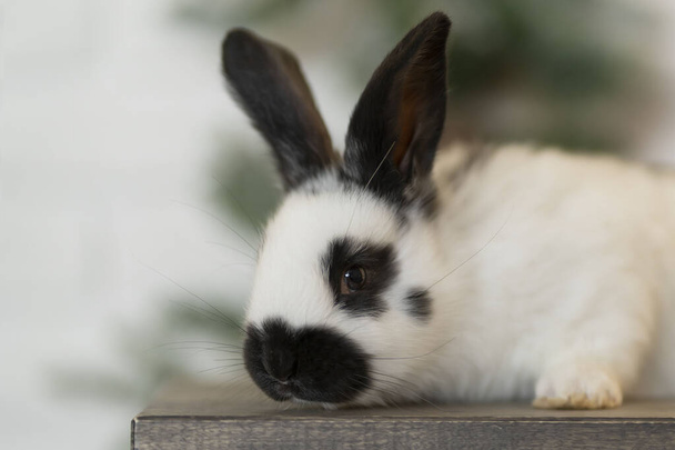 Ein weißes Kaninchen in einem Fleck sitzt vor dem Hintergrund eines Weihnachtsbaums - Foto, Bild