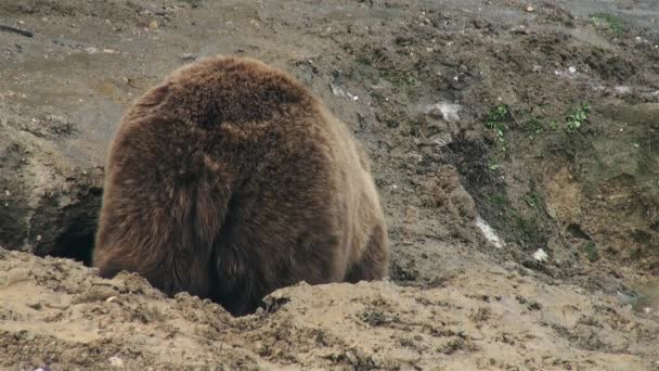 Ursos selvagens organizam a toca para a hibernação no inverno,  - Filmagem, Vídeo